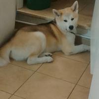 Akita Inu pedigree