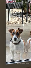 Cuccioli di Jack Russell