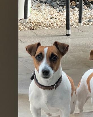 Cuccioli di Jack Russell