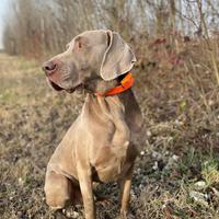 Weimaraner maschio disponibile per monte