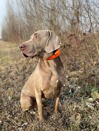 Weimaraner maschio disponibile per monte