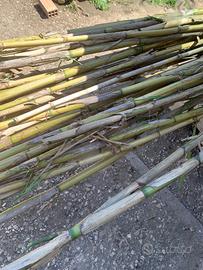 Canne di bambù