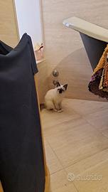 Sacro di birmania per monta