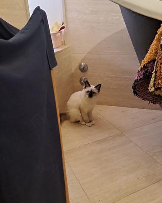 Sacro di birmania per monta