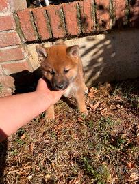 Cuccioli Shiba Inu di e mesi e mezzo