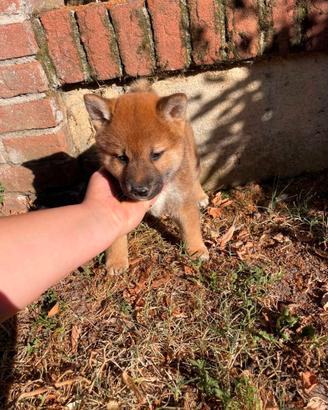 Cuccioli Shiba Inu di e mesi e mezzo