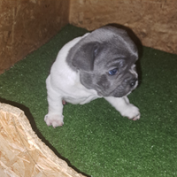 Cuccioli bulldog francese