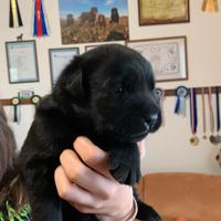 Cuccioli Labrador Retriever