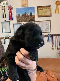 Cuccioli Labrador Retriever