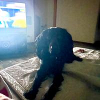 Coker spaniel working