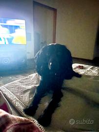 Coker spaniel working