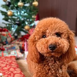 Barboncina per accoppiamento