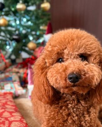 Barboncina per accoppiamento