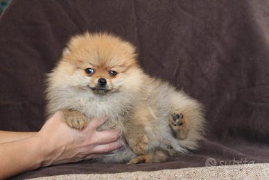 Volpini Pomerania