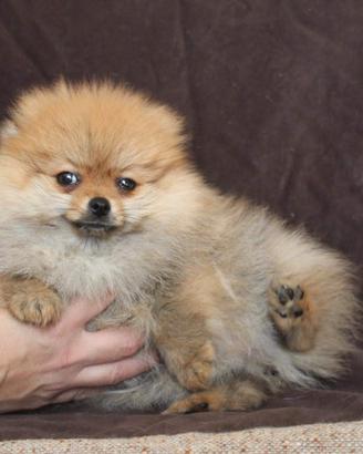 Volpini Pomerania