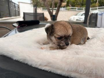 Chihuahua