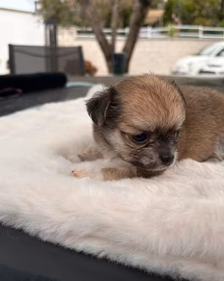 Chihuahua