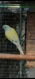 Parrocchetti dal collare