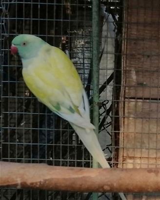 Parrocchetti dal collare