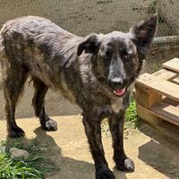 Cane di taglia media