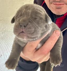 Cuccioli cane corso