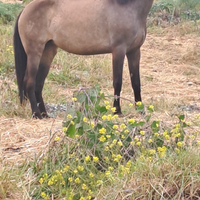 Cavalla andalusa buckskin