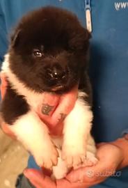 Cuccioli cucciolo akita americano nero e/o marrone