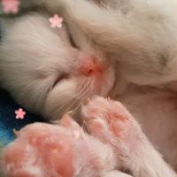 Cuccioli di razza ragdoll puri