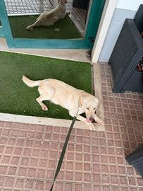 Labrador Retriever femmina