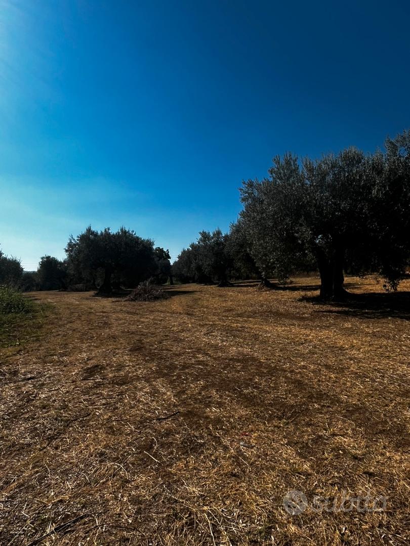 Terreno agricolo - cepagatti - Vista 2