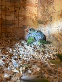 Parrocchetto mustacchi