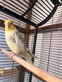 2 gabbie e sei Calopsite