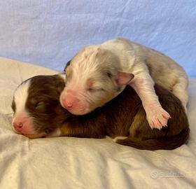 Australian shepherd pastore australiano pedigree
