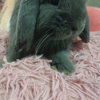 Mini Lop certificati