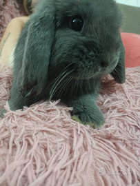 Mini Lop certificati