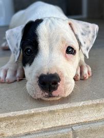 Cucciola Amstaff
