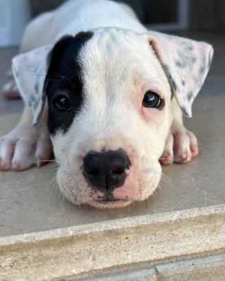 Cucciola Amstaff