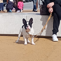 2 cuccioli di Bouledogue Francese