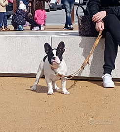 2 cuccioli di Bouledogue Francese