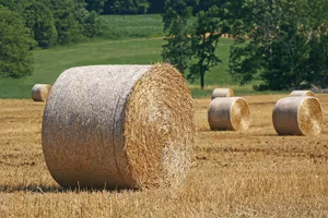 terreno agricolo da coltivare 