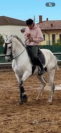 Cavallo vaquero