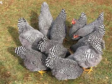 Barred rock ovaiole allevati a terra