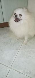 Spitz Pomerania femminuccia