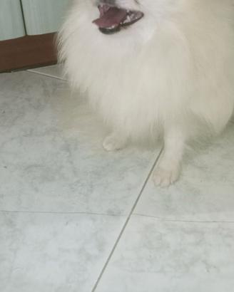 Spitz Pomerania femminuccia