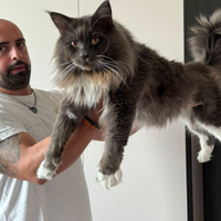 Main coon per monta