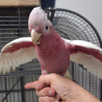 Cacatua Galah mutazione lutina rara