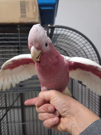 Cacatua Galah mutazione lutina rara