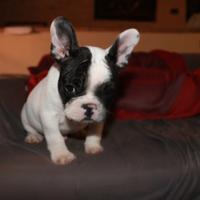 Cuccioli bouledogue francese