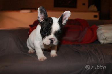 Cuccioli bouledogue francese