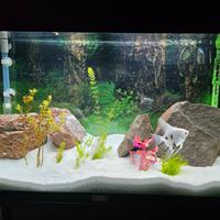 Acquario Juwel Rio 125 Completo